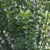 Gros plan sur le feuillage vert foncé d'un EUONYMUS japonicus 'Benkomasaki' Gros plan sur le feuillage vert foncé d'un EUONYMUS japonicus 'Benkomasaki'