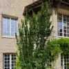 Spécimen d'un EUONYMUS japonicus 'Benkomasaki' au Vastérival, probablement d'une vingtaine d'années Spécimen d'un EUONYMUS japonicus 'Benkomasaki' au Vastérival, probablement d'une vingtaine d'années