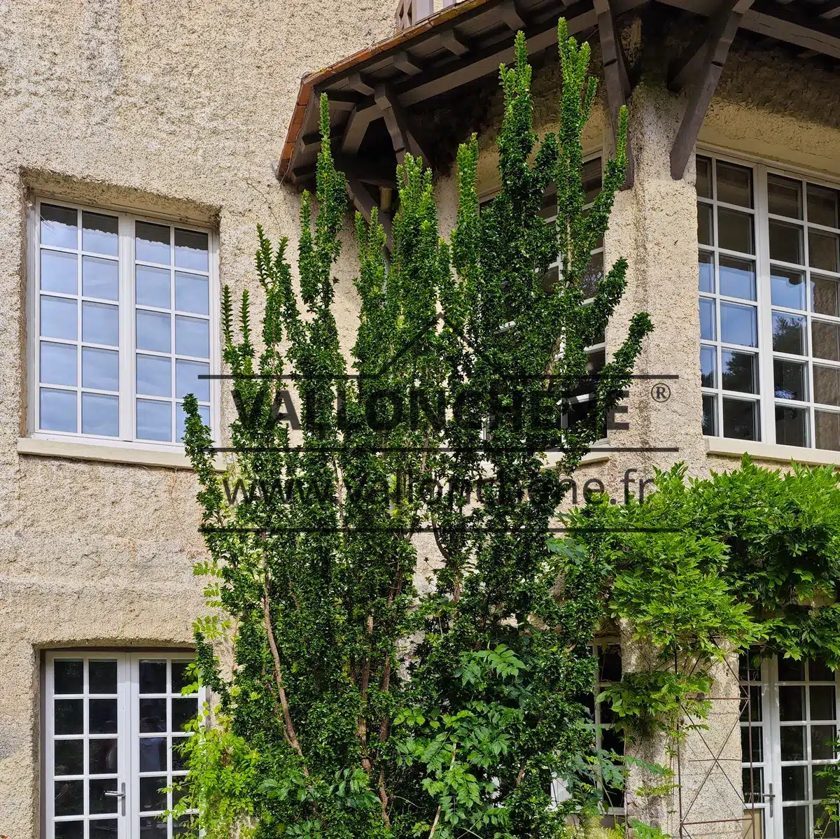 Spécimen d'un EUONYMUS japonicus 'Benkomasaki' au Vastérival, probablement d'une vingtaine d'années