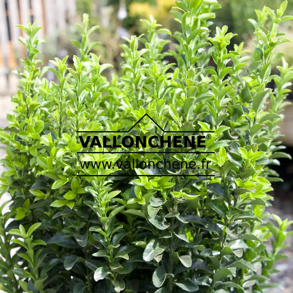 Pousses printanières d'un EUONYMUS japonicus 'Benkomasaki'