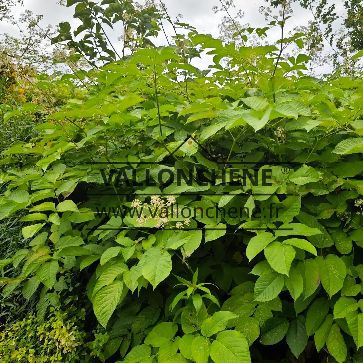 Das üppige, grüne Laub der ARALIA schmidtii var. verticillata