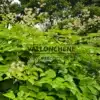 An ARALIA schmidtii var. verticillata showcasing its stunning foliage and delicate white blooms in summer An ARALIA schmidtii var. verticillata showcasing its stunning foliage and delicate white blooms in summer