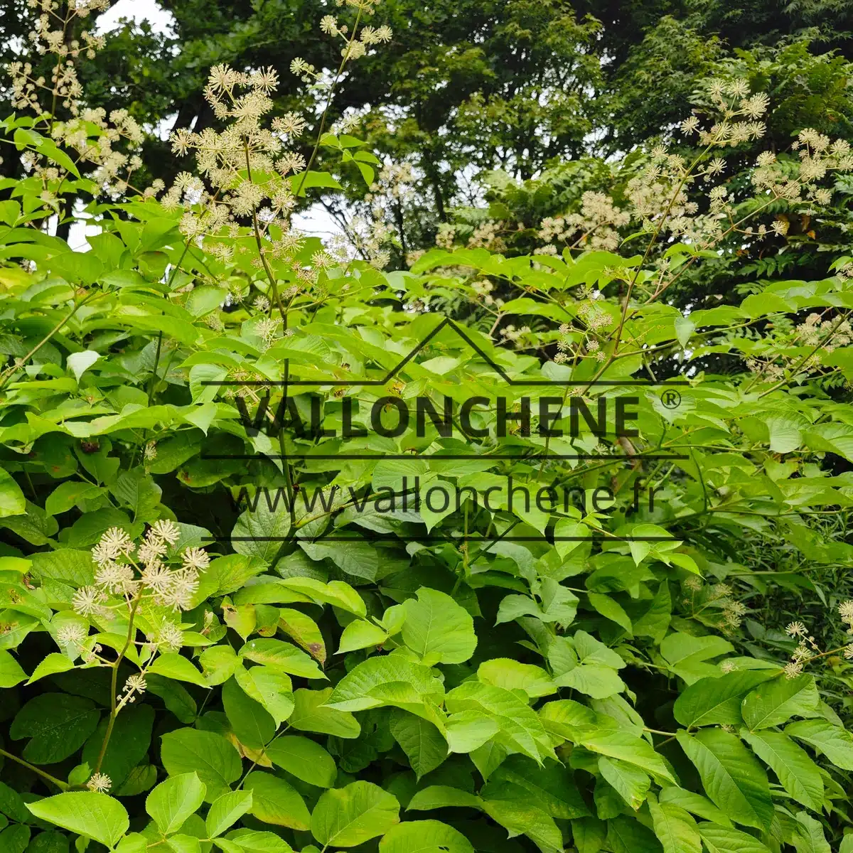 Eine sommerliche ARALIA schmidtii var. verticillata, geschmückt mit prachtvollen Blättern und bezaubernden weißen Blüten