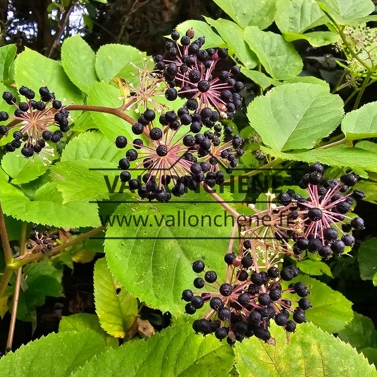 Sehr dekorative schwarze Früchte der ARALIA schmidtii var. verticillata