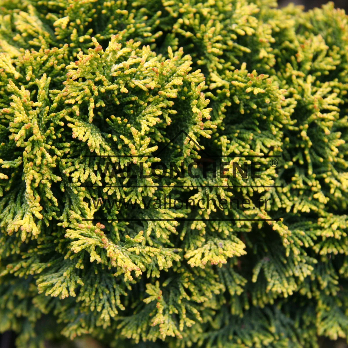 Spring growth of CHAMAECYPARIS obtusa 'Butter Ball'