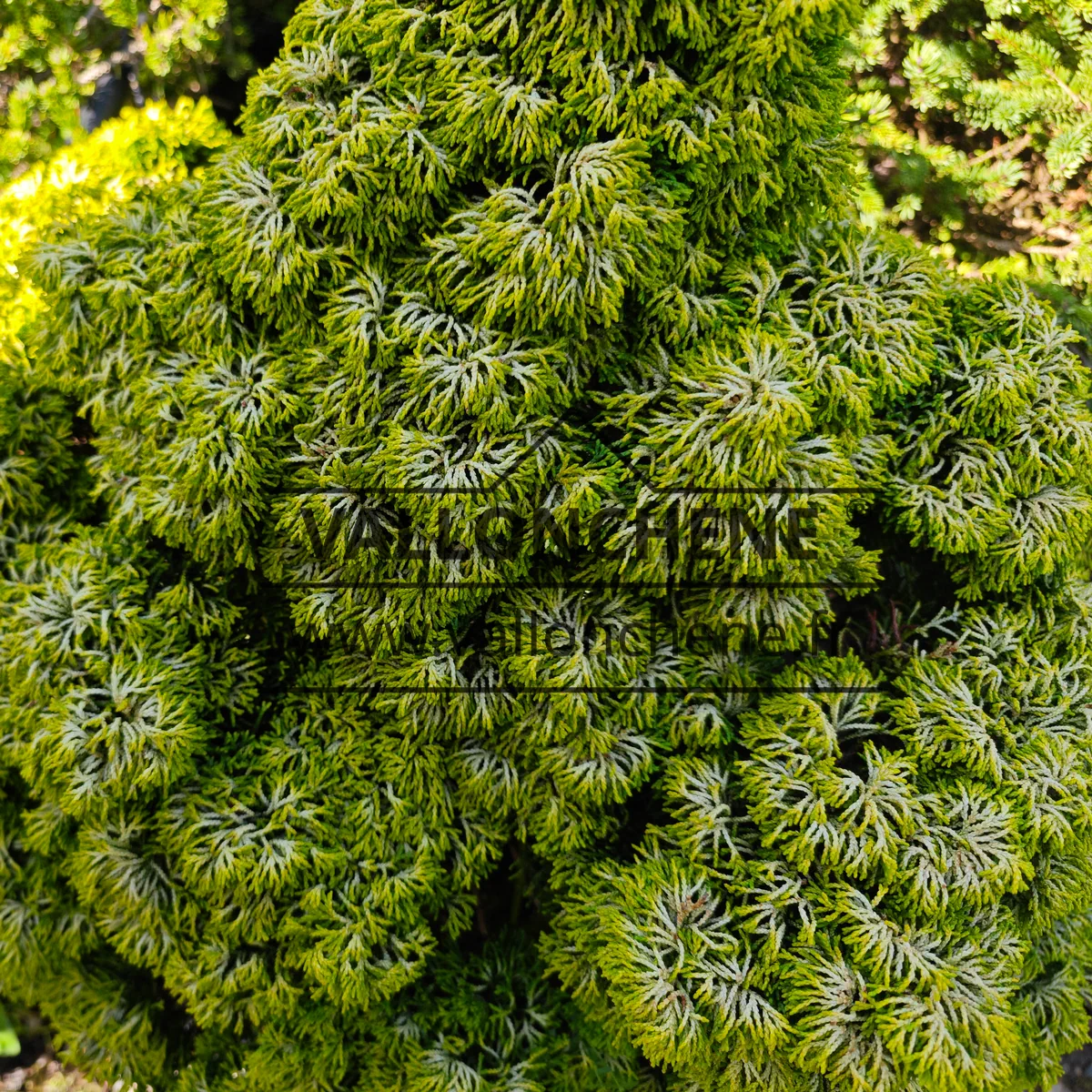 A mature specimen of CHAMAECYPARIS obtusa 'Butter Ball' of about 15 years