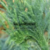 Fasciation sur un CRYPTOMERIA japonica 'Cristata'