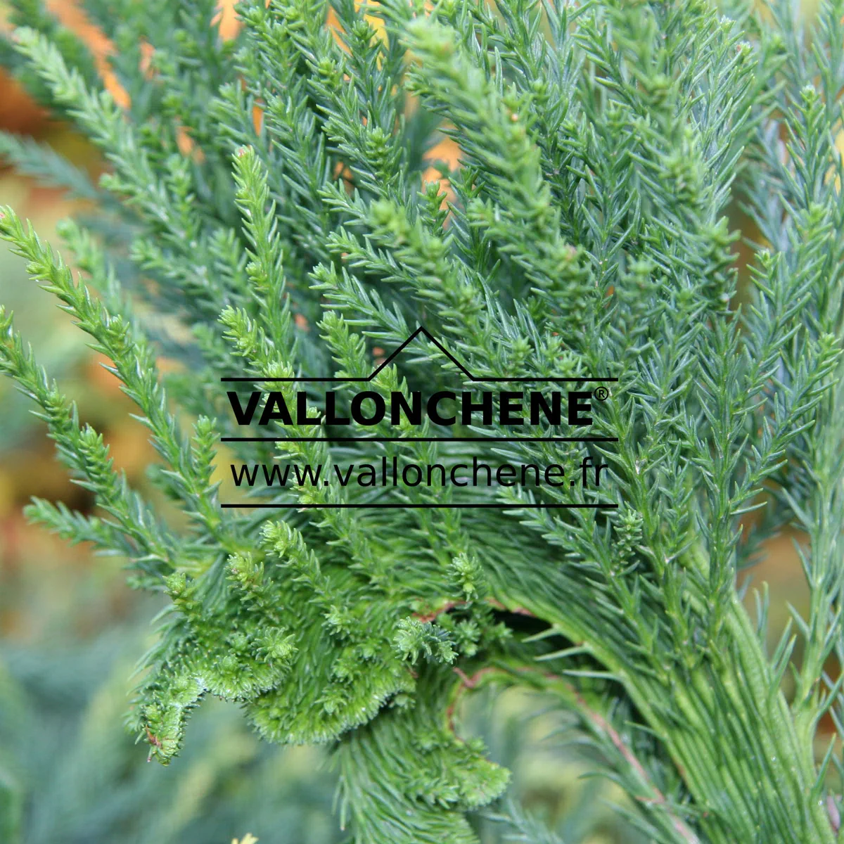 Fasciation sur un CRYPTOMERIA japonica 'Cristata'