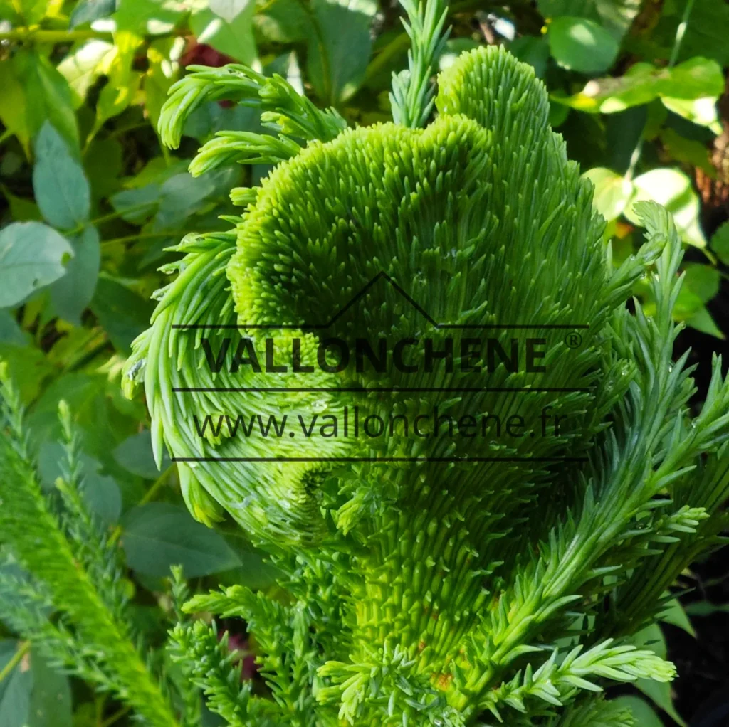 Fasciation en forme de crête de coq d'un CRYPTOMERIA japonica 'Cristata'