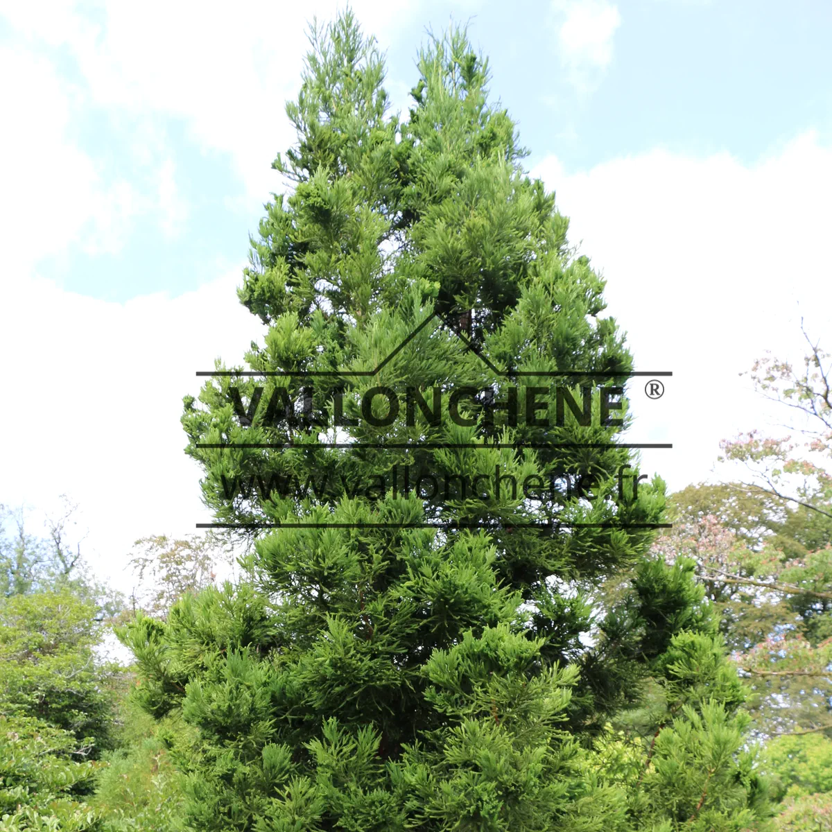 Un CRYPTOMERIA japonica 'Cristata' mature