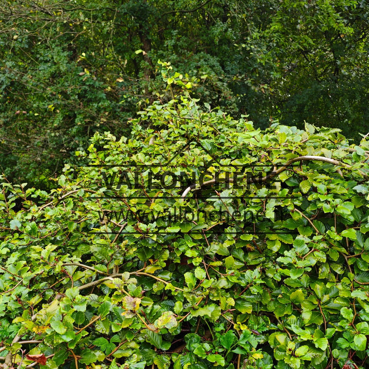 An about 30-year-old FAGUS sylvatica f. tortuosa measuring approximately 1.5 meters in height