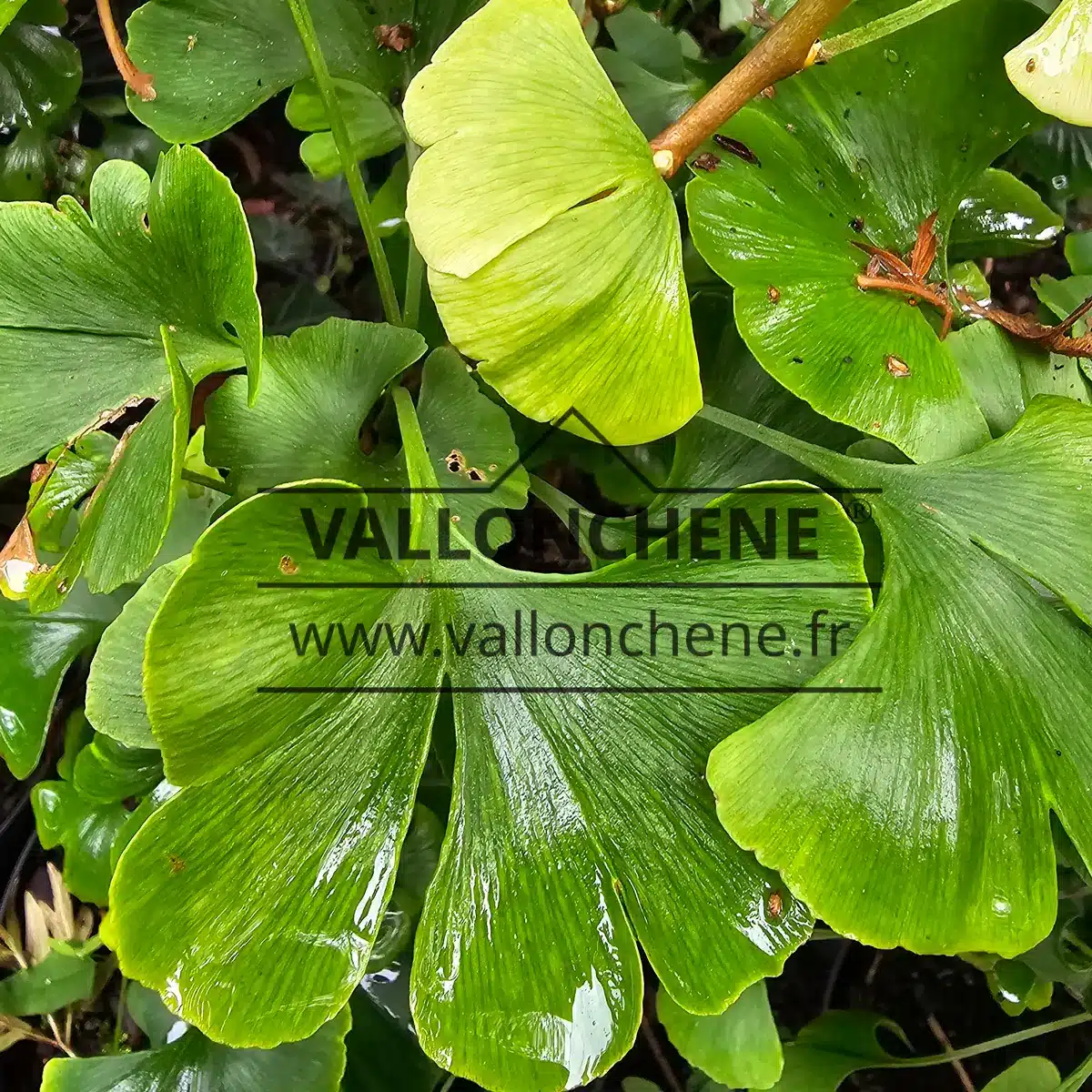 The GINKGO biloba 'Mariken' is starting to show its autumn colors