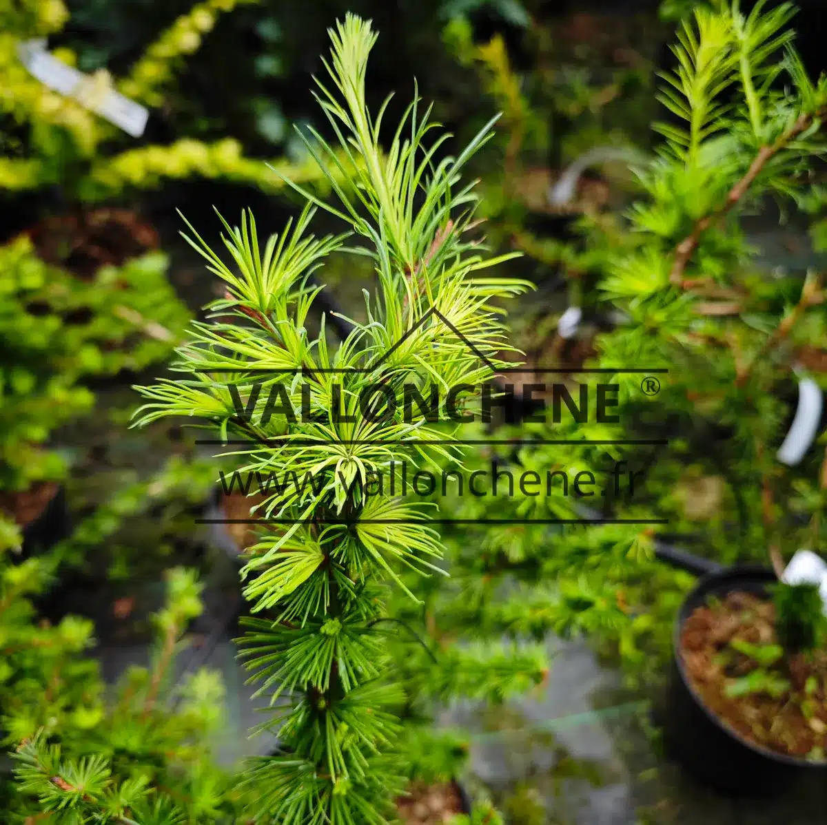 Brotes blanquecinos de verano de LARIX decidua 'Summer Fog'