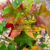 Los colores del otoño comienzan en LIQUIDAMBAR styraciflua 'Slender Silhouette' Los colores del otoño comienzan en LIQUIDAMBAR styraciflua 'Slender Silhouette'
