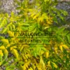 Feuillage du MELIA azedarach débutant sa coloration automnale d'un jaune intense Feuillage du MELIA azedarach débutant sa coloration automnale d'un jaune intense