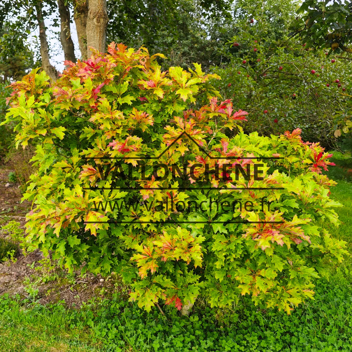 Foliage of QUERCUS palustris 'Isabel' at the beginning of autumn