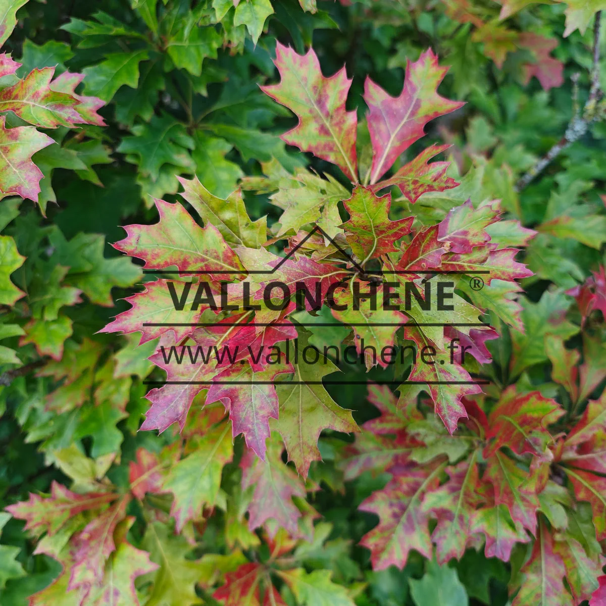 Starting autumn colors on the foliage of QUERCUS palustris 'Isabel'