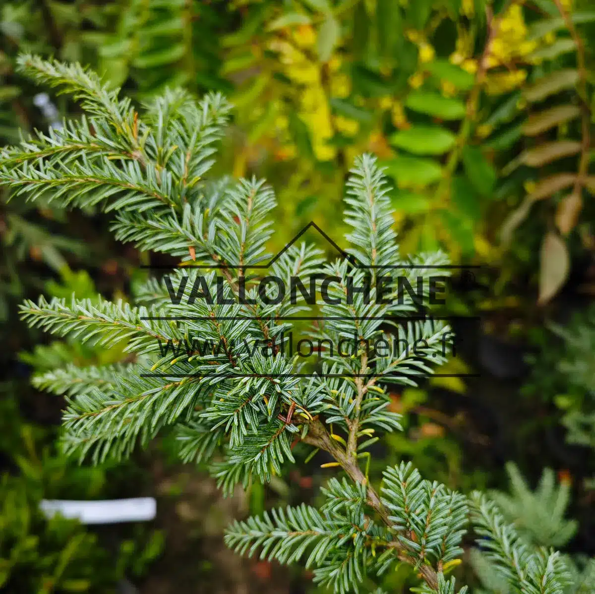 Agujas azules de TSUGA heterophylla 'Glauca'