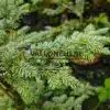 Bluish foliage of the TSUGA heterophylla 'Glauca'