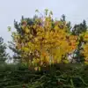 The usually green foliage of ACER conspicuum 'Phoenix' takes on a beautiful yellow color in autumn.