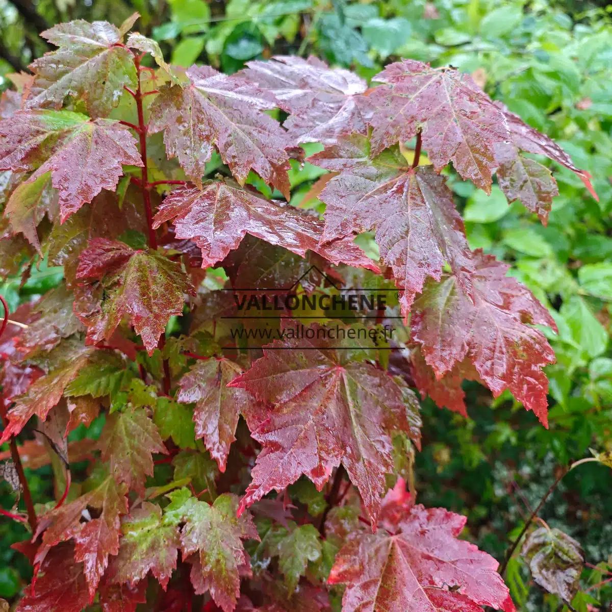 Foliage of the ACER rubrum 'Brandywine' beginning its autumn coloration