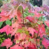 Colores vibrantes de otoño del ACER rubrum 'Brandywine' Colores vibrantes de otoño del ACER rubrum 'Brandywine'