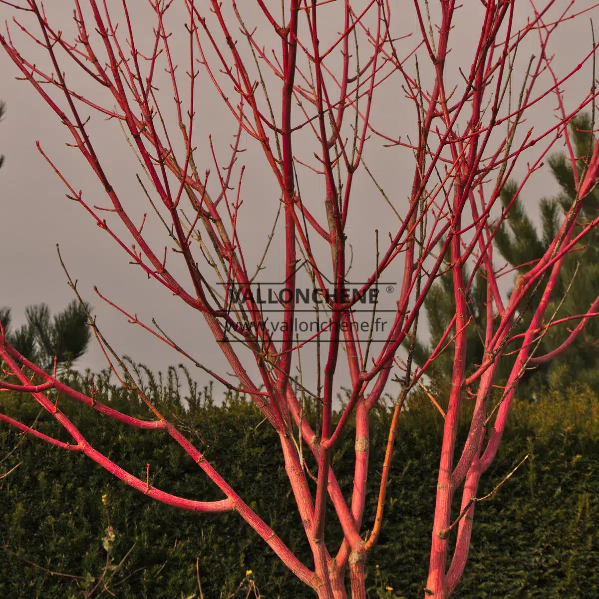 Érable 'Red Flamingo' (Acer X Conspicuum) - Arbuste Décoratif à écorce Et Feuillage Coloré, Pot 2-2.9L