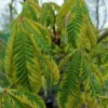 Feuillage vert bordé de jaune de l'AESCULUS x carnea 'Aureomarginata' (syn. A. carnea 'Variegata') Feuillage vert bordé de jaune de l'AESCULUS x carnea 'Aureomarginata' (syn. A. carnea 'Variegata')