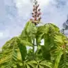 Feuillage et fleurs au printemps de l'AESCULUS x carnea 'Aureomarginata' (syn. AESCULUS carnea 'Variegata') Feuillage et fleurs au printemps de l'AESCULUS x carnea 'Aureomarginata' (syn. AESCULUS carnea 'Variegata')