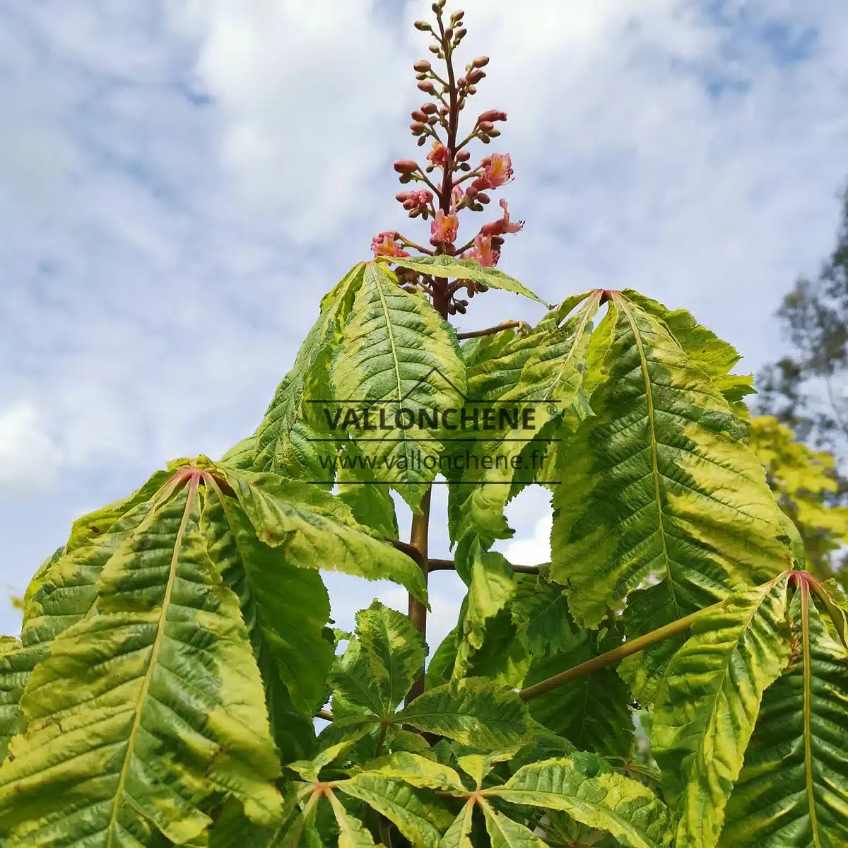 Leaves and Flowers in spring of AESCULUS x carnea 'Aureomarginata' (syn. AESCULUS carnea 'Variegata')