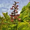 Gros plan sur la fleur rouge de l'AESCULUS x carnea 'Aureomarginata' (syn. AESCULUS carnea 'Variegata') Gros plan sur la fleur rouge de l'AESCULUS x carnea 'Aureomarginata' (syn. AESCULUS carnea 'Variegata')