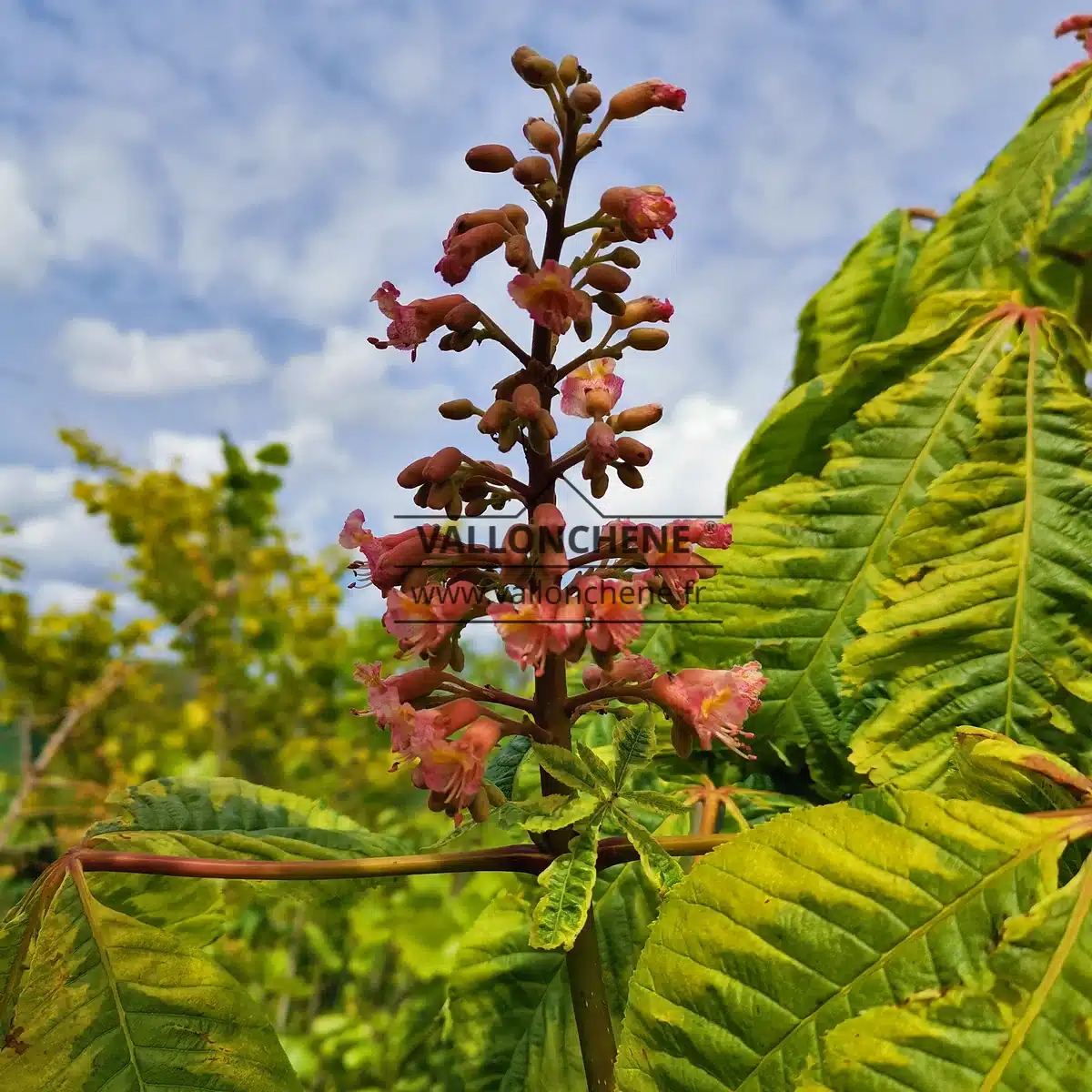 Close-up of red flowers of 'AESCULUS x carnea 'Aureomarginata' (syn. AESCULUS carnea 'Variegata')