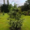 Ein etwa 7 Jahre alter CHAMAECYPARIS lawsoniana 'Luna'