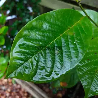 The dewy leaves of the Magnolia 'Judy Zuk' as autumn first descends