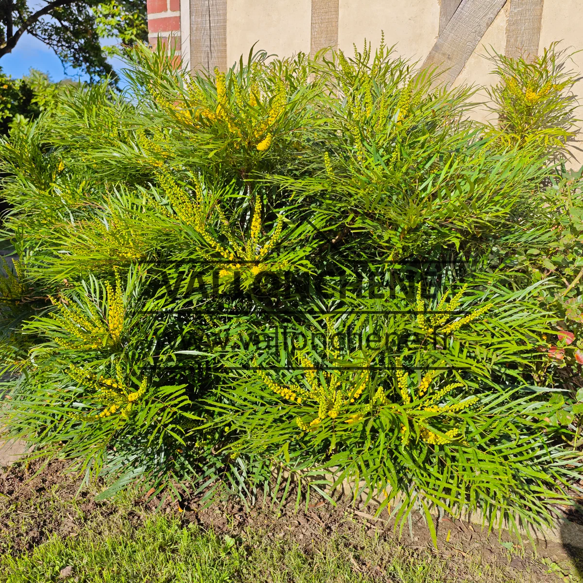 Ein rund zehn Jahre alter MAHONIA eurybracteata 'Soft Caress', der im Herbst üppig blüht