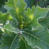 Gros plan sur le feuillage vert du QUERCUS dentata 'Carl Ferris Miller' bordé d'un duvet blanc