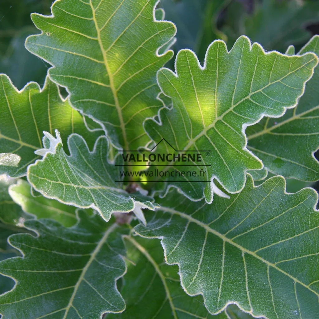 Gros plan sur le feuillage vert du QUERCUS dentata 'Carl Ferris Miller' bordé d'un duvet blanc