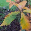 Couleurs automnales débutantes du QUERCUS dentata 'Carl Ferris Miller'
