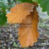Feuilles du QUERCUS dentata ‘Carl Ferris Miller’ avec leur splendide coloration d'automne