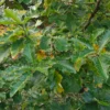 Feuillage du QUERCUS dentata ‘Carl Ferris Miller’ fin octobre débutant la coloration d'automne