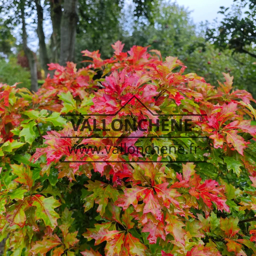 Feuillage d'un rouge vif du QUERCUS palaustris 'Isabel'