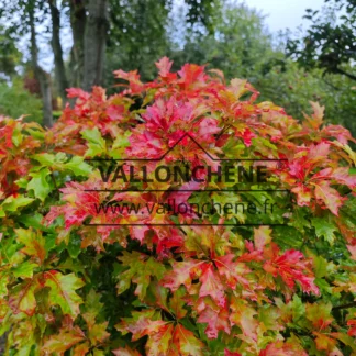 Vibrant red foliage of QUERCUS palustris 'Isabel'