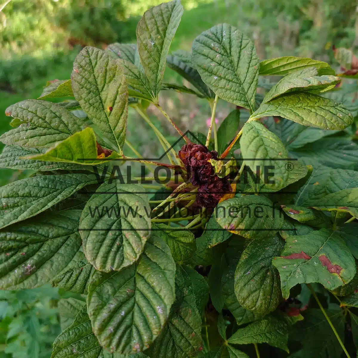 Bourgeon de l'AESCULUS hippocastanum 'Monstrosa'