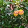Fruits jaunes pas encore totalement mûrs de l'ARBUTUS unedo