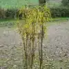 Graphisme très verticale des branches du FRANGULA alnus 'Fine Line' avec son feuillage commençant la coloration automnale d'un jaune intense Graphisme très verticale des branches du FRANGULA alnus 'Fine Line' avec son feuillage commençant la coloration automnale d'un jaune intense