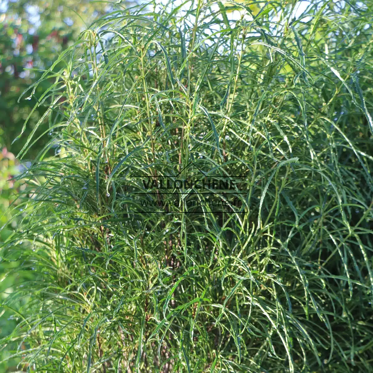 The FRANGULA alnus 'Fine Line' boasts exceptionally dense foliage during the summer months.