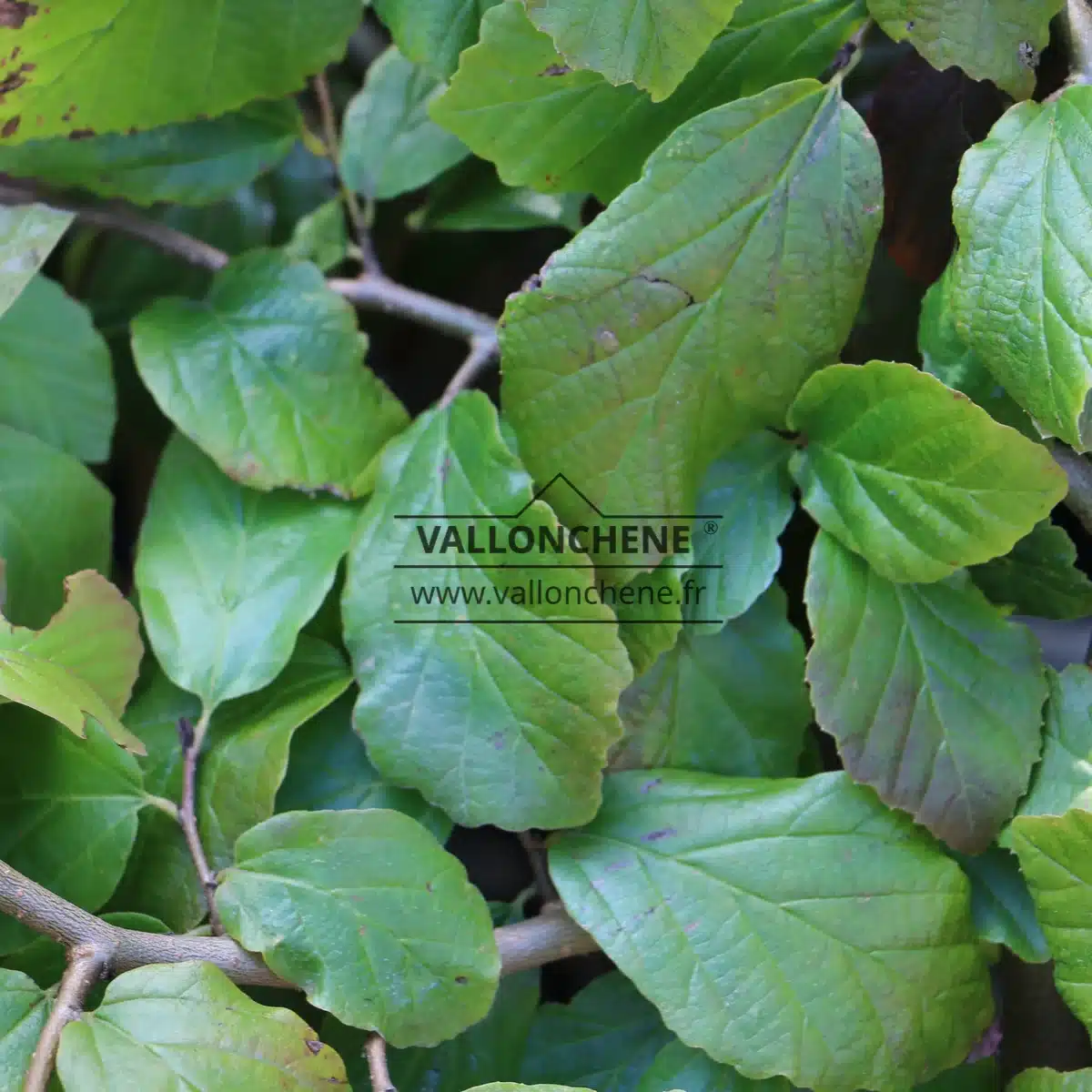 Green foliage of PARROTIA persica