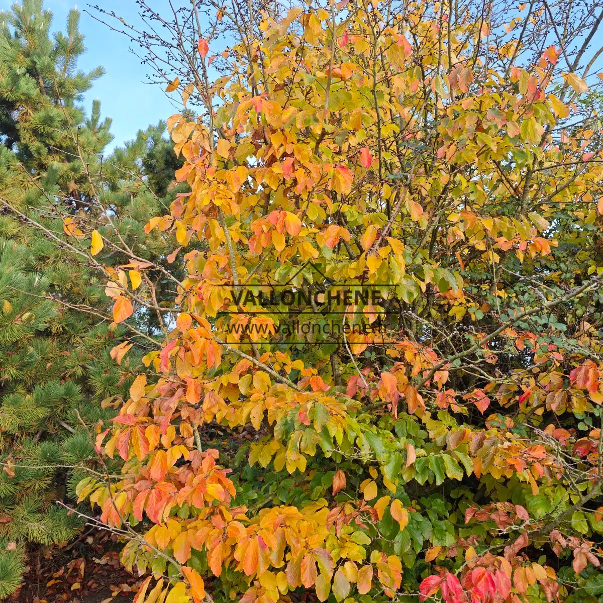 A PARROTIA persica tree ablaze with autumn colors of yellow, orange, and red in the Garden of Vallonchêne