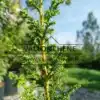Gros plan sur le feuillage vers du PILGERODENDRON uviferum Gros plan sur le feuillage vers du PILGERODENDRON uviferum