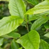 Feuillage vert du PRUNUS zippeliana var. puberifolia Feuillage vert du PRUNUS zippeliana var. puberifolia